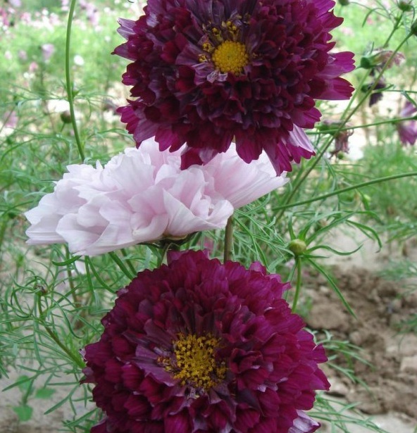 1628776346421450.jpg [8ZB1_CP{%SPY_T)V%YIG12.jpg