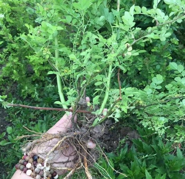 1628776550742978.jpg W5MR$)~AVCMT}1SS6K$8SBJ.jpg