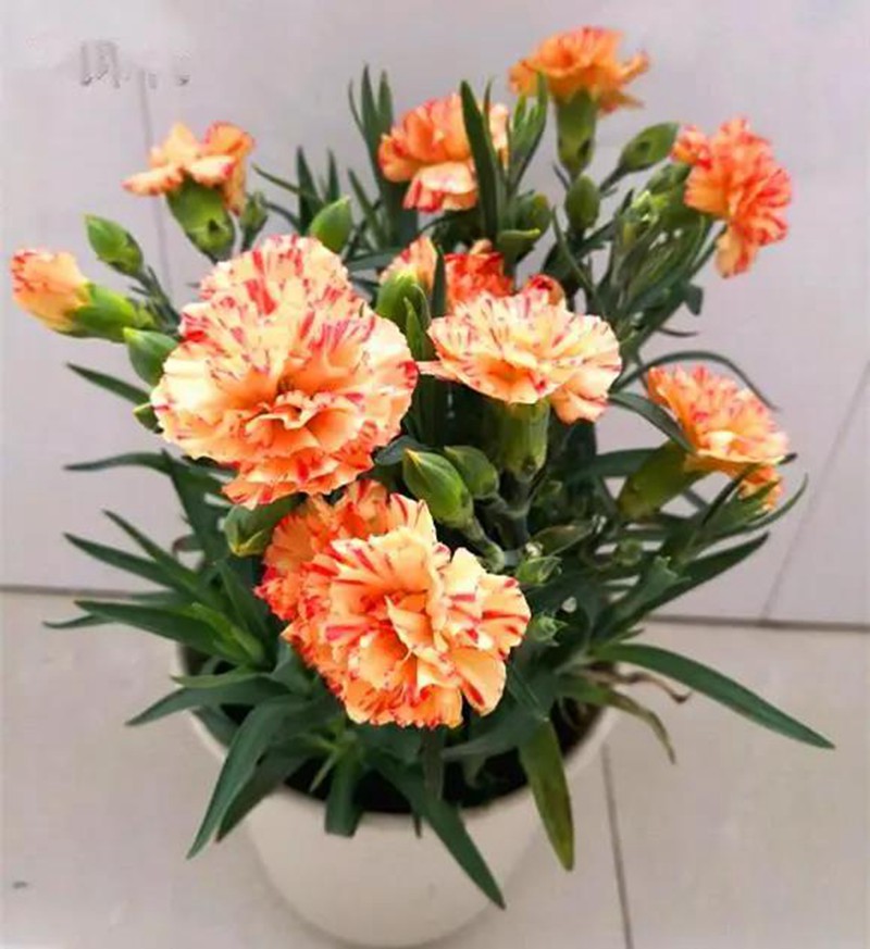 康乃馨盆栽養護,需要特別注意這幾點