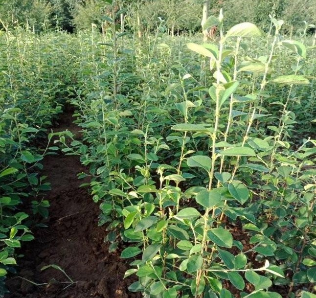 1628777638920320.jpg DLTYHH4FIIVLEYP3@DO5TEC.jpg