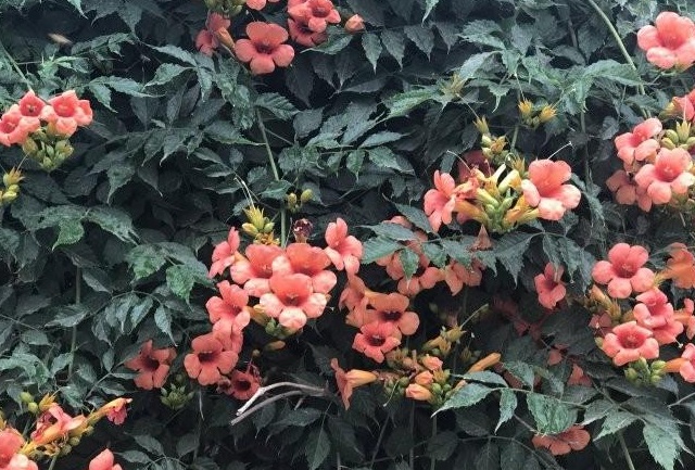 1628778147356450.jpg L}DDX~3PLQ7BOW{WH2}YU(5.jpg