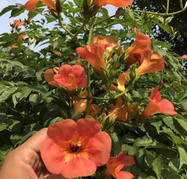 1628778159800583.jpg Q_F)I7A3V8@RTN621TE_@SJ.jpg