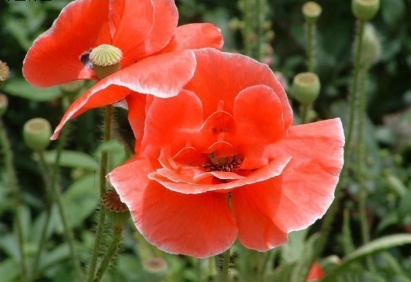 1628778305901361.jpg @QH~7~_3L1}FOM77M3[_C3V.jpg