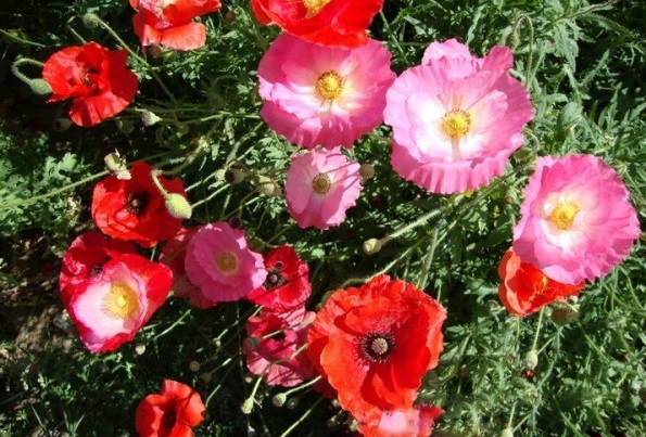 1628778325445567.jpg T`BSQTZP6VJ4NEB2F~RGNEK.jpg