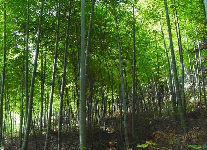 1628779224314139.jpg 早園竹111.jpg