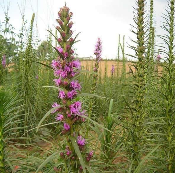 1628779319759241.jpg @G7D6NQLTFOR88PU2XEMO{2.jpg