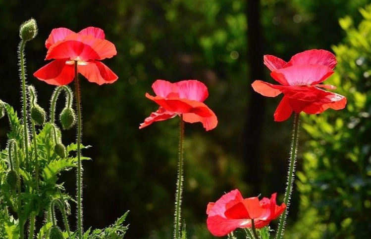 1628779635342007.jpg 虞美人3.jpg