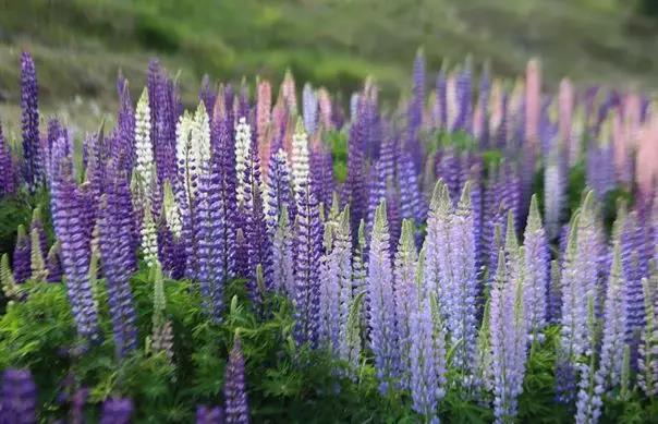 魯冰花的種植方法,魯冰花的實(shí)用價(jià)值