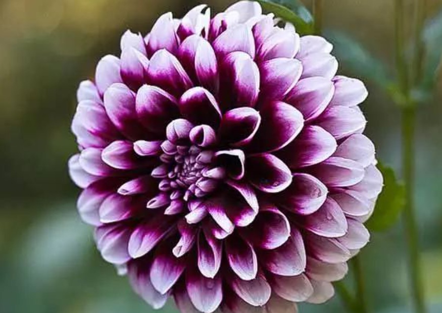 1628780528121639.jpg KV8P7QMOK)~4F5D5%`PBCVS.jpg