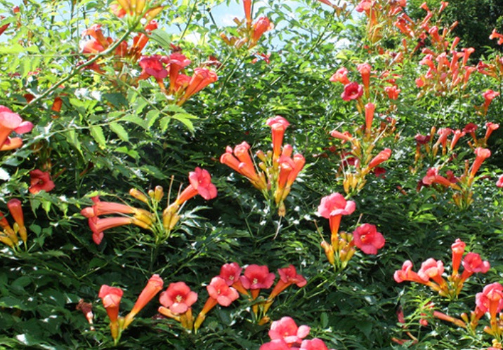 1628832710353860.jpg 凌霄花55555555555555.jpg