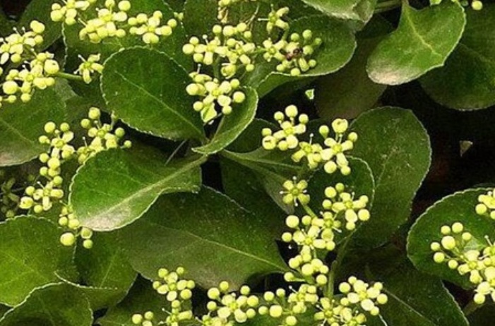 1628833817850302.jpg 黃楊看開花.jpg