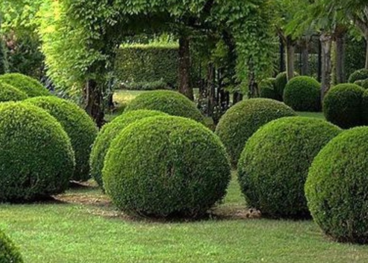 1628833874742272.jpg 黃楊22222222222222222222.jpg