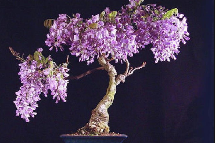 1628834319728762.jpg 紫藤花2.jpg