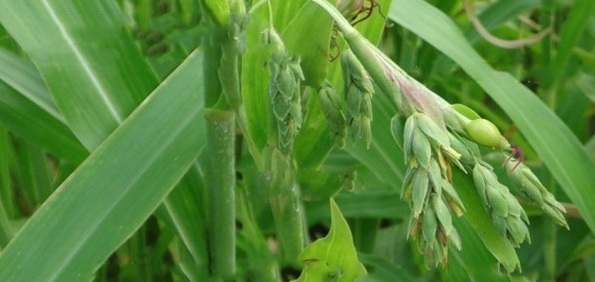 1628854239876699.jpg 1628854234(1).jpg