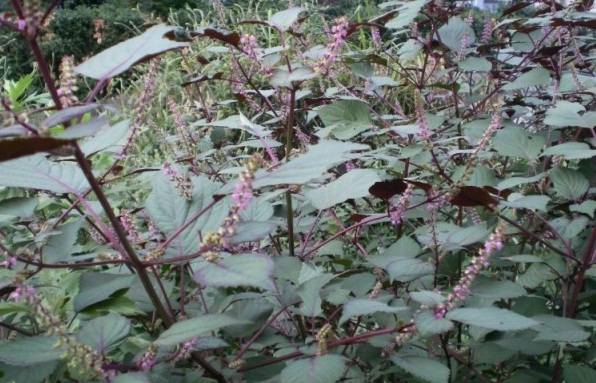 1628855008917201.jpg 1628855004(1).jpg