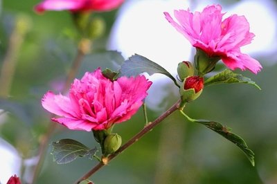 1628855214951183.jpg 1628855214951183.jpg