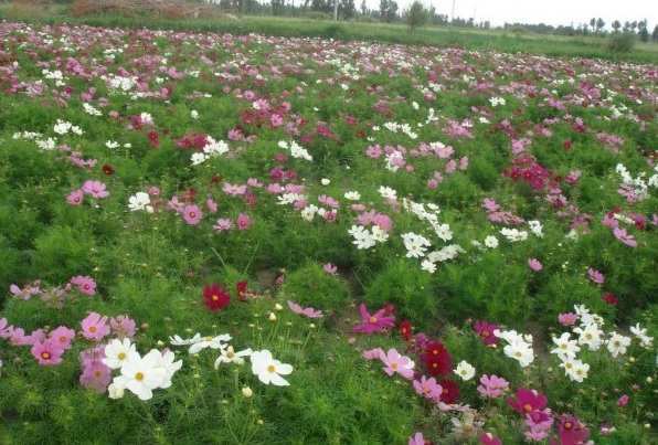 1628855320467137.jpg 1628855304.jpg