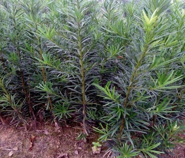 1628855777457054.jpg 1628855772(1).jpg