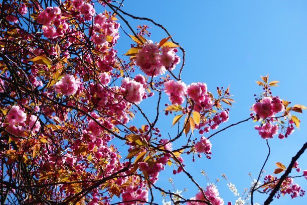 1628856280262672.jpg f861724c161ac8dc7b6a6abc7d6209d7_t015c42fd87d5cb6a6c.jpg