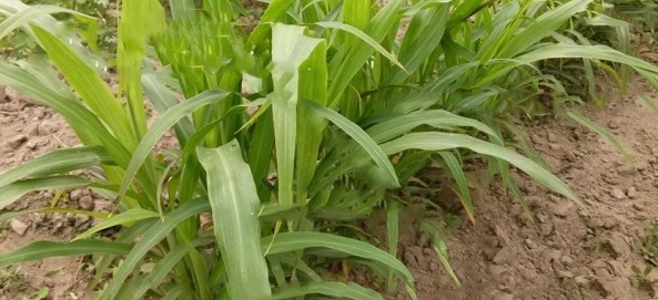 1628857655984908.jpg 1628857643(1).jpg