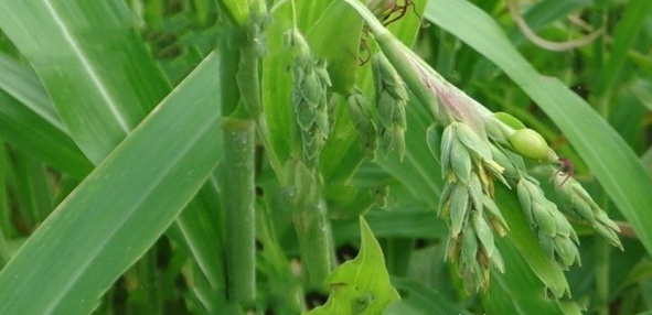 1628857667550057.jpg 1628857656(1).jpg