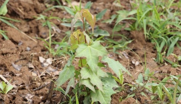 1628858171331079.jpg 1628858164(1).jpg