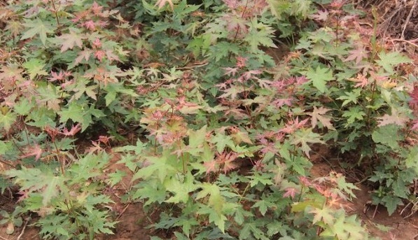 1628858183960372.jpg 1628858176(1).jpg