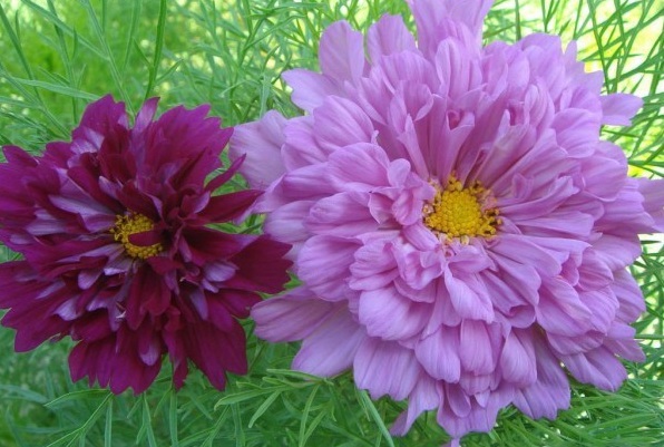 1628858482591258.jpg 1628858477.jpg