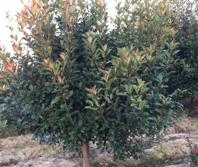 1628858754920590.jpg 1628858749(1).jpg