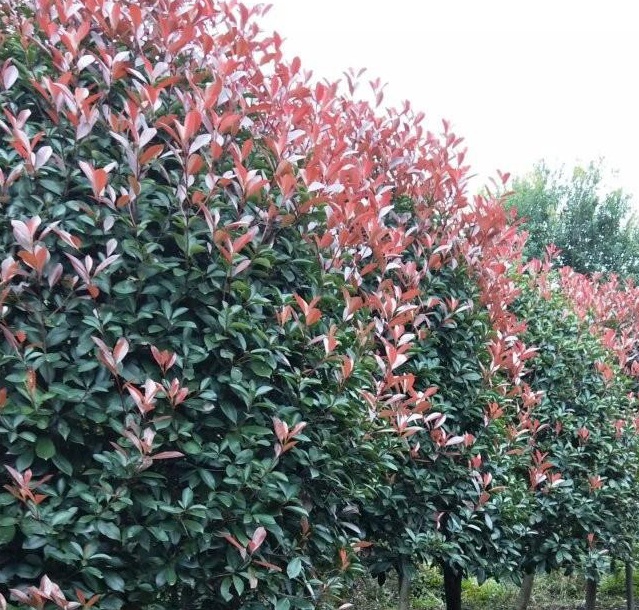 1628858766820648.jpg 1628858760(1).jpg