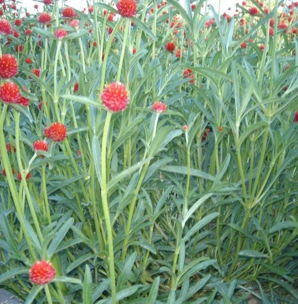 1628860693304883.jpg 1628860680(1).jpg