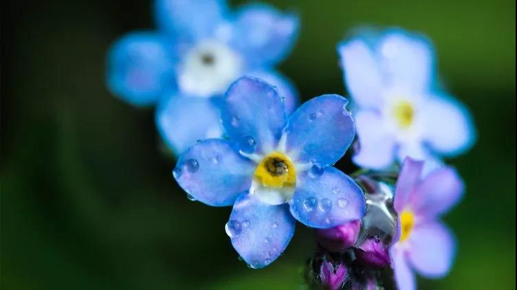 勿忘草又名勿忘我,因為植株十分小巧,可以種植在盆栽里觀賞