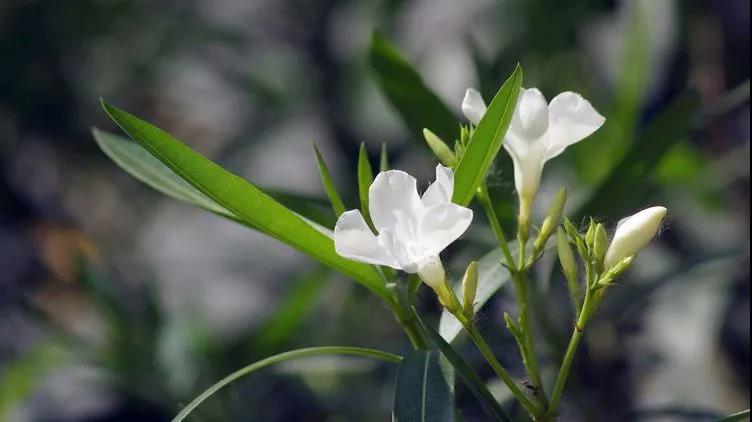 勿忘草又名勿忘我,因為植株十分小巧,可以種植在盆栽里觀賞
