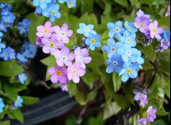 勿忘草又名勿忘我,因為植株十分小巧,可以種植在盆栽里觀賞