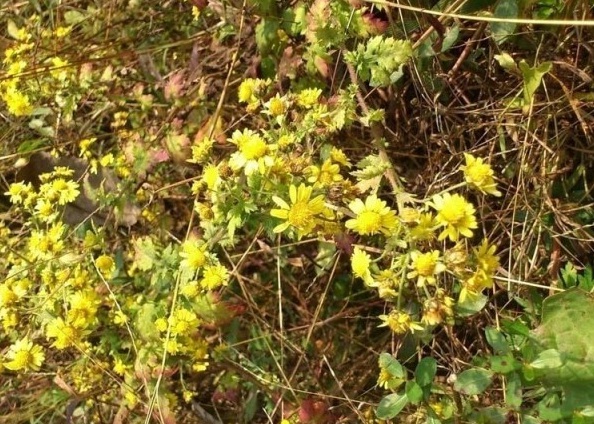 1628861745326319.jpg 1628861735(1).jpg