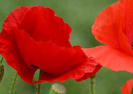 1628862178462860.jpg image.jpg