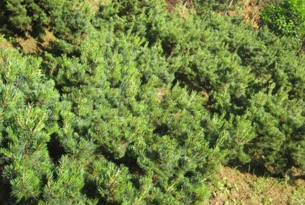 1628862219622031.jpg 1628862210(1).jpg