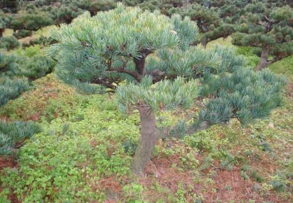 1628862233853691.jpg 1628862225(1).jpg