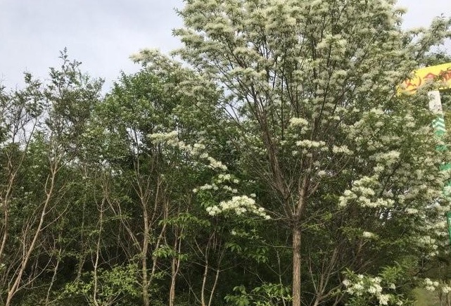 1628862358624682.jpg 1628862351(1).jpg