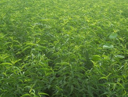 1628862456875891.jpg image.jpg