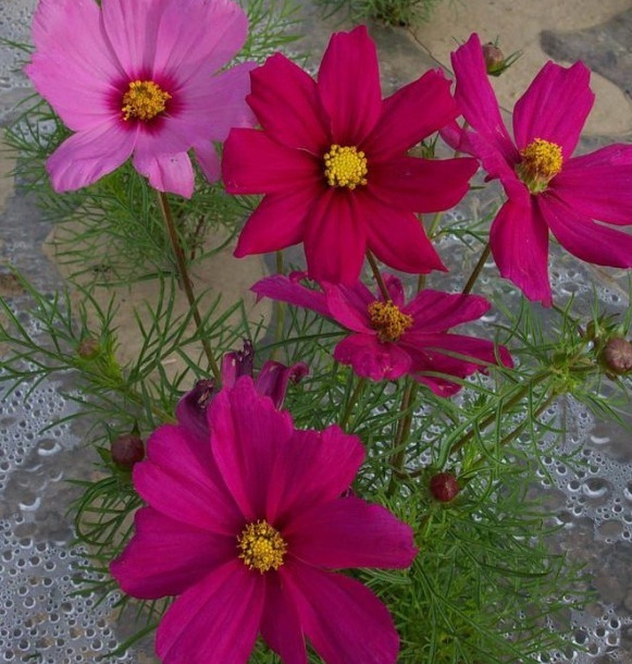 1628862630616178.jpg 1628862620(1).jpg