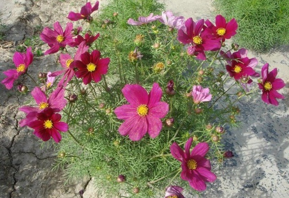 1628862848157512.jpg 1628862840(1).jpg