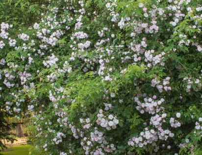 1628863006975965.jpg image.jpg