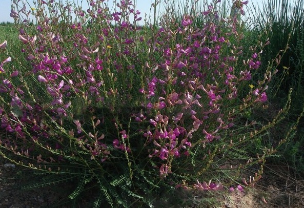 1628863050353699.jpg 1628863041(1).jpg