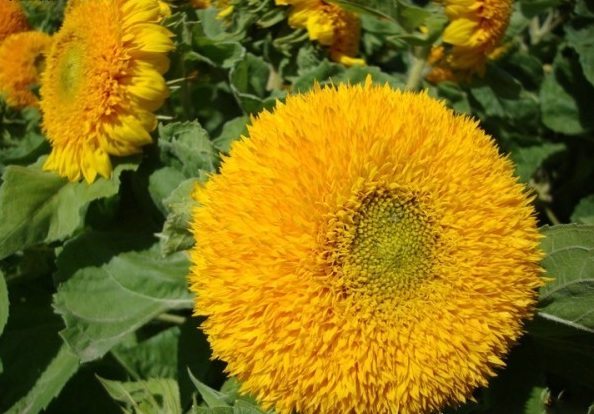 1628863274748082.jpg 1628863265(1).jpg