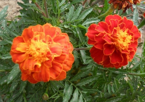 1628863420242879.jpg 1628863414(1).jpg