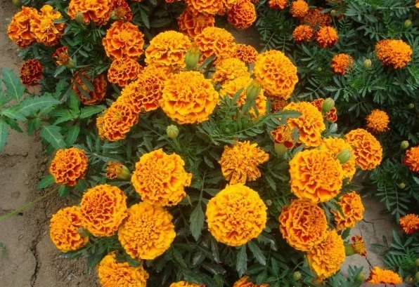 1628863433934911.jpg 1628863426(1).jpg