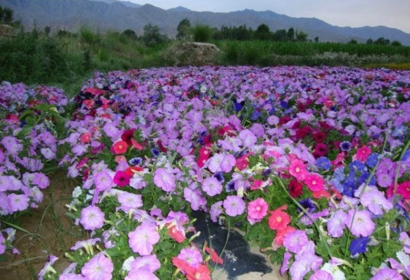 1628917824522868.jpg 1628917807(1).jpg