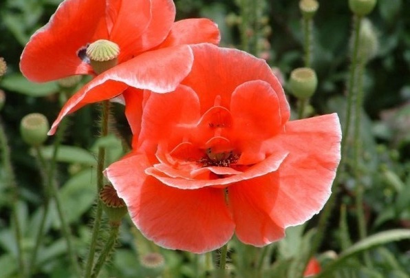 1628917899268045.jpg 1628917892(1).jpg