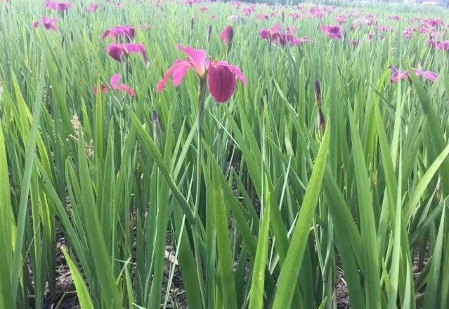 1628918208318401.jpg 1628918201(1).jpg